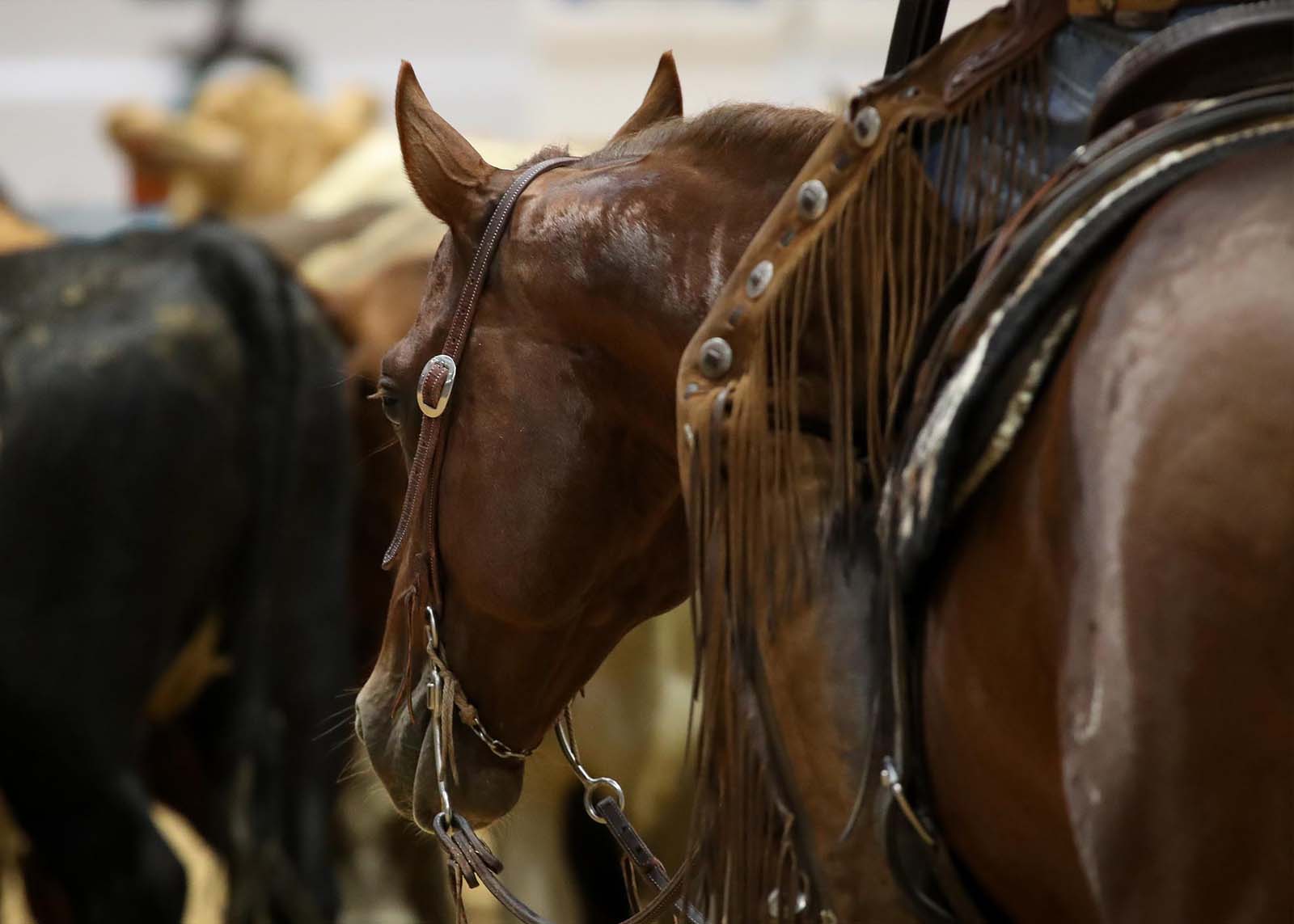 Southwest Reined Cow Horse Association