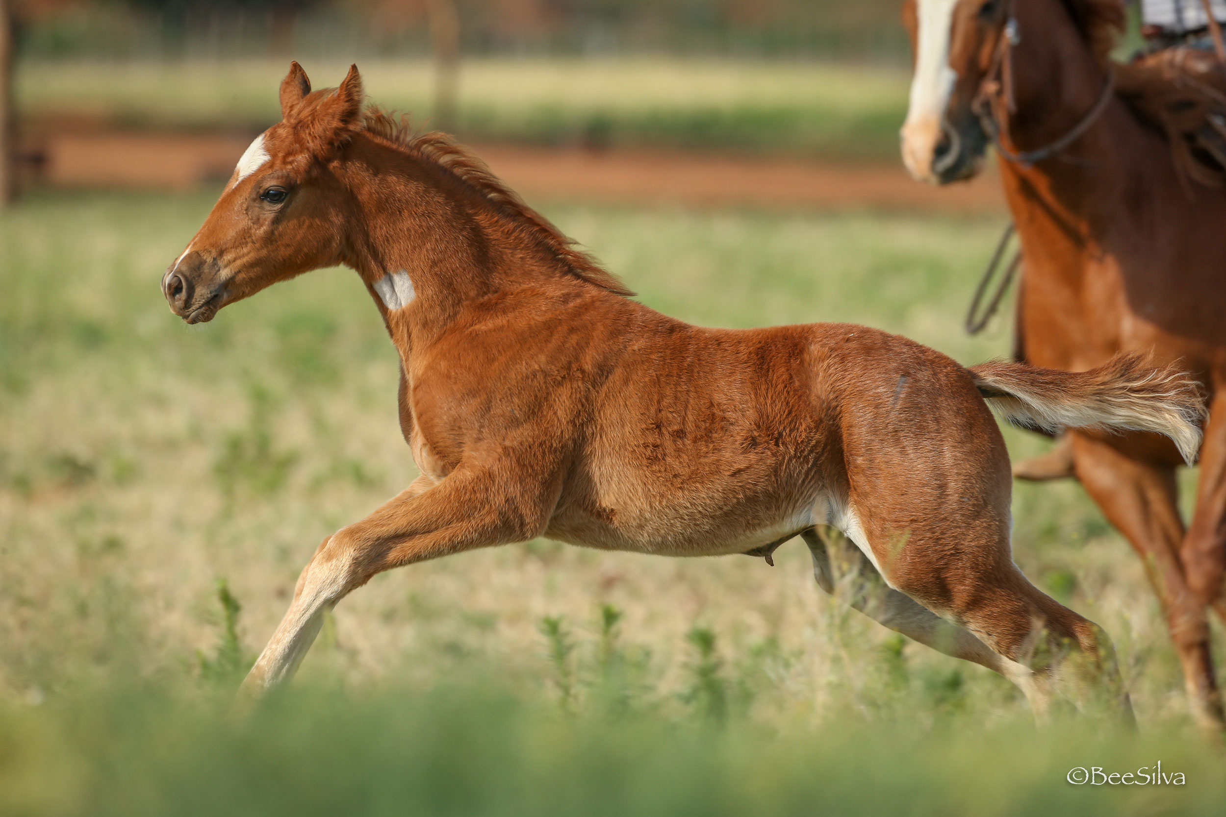 Texas Horsemen Reach Industry Agreement